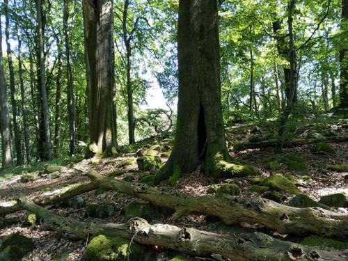 Burbach Großer Stein 7